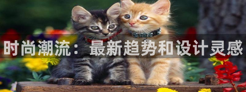 谈球吧官网提款不了